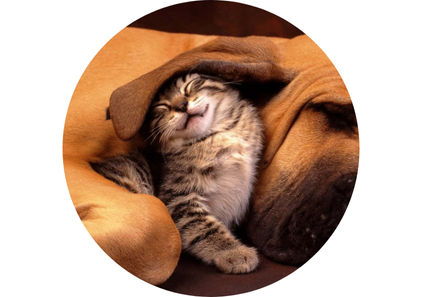 Pets - Bem Mi Quer